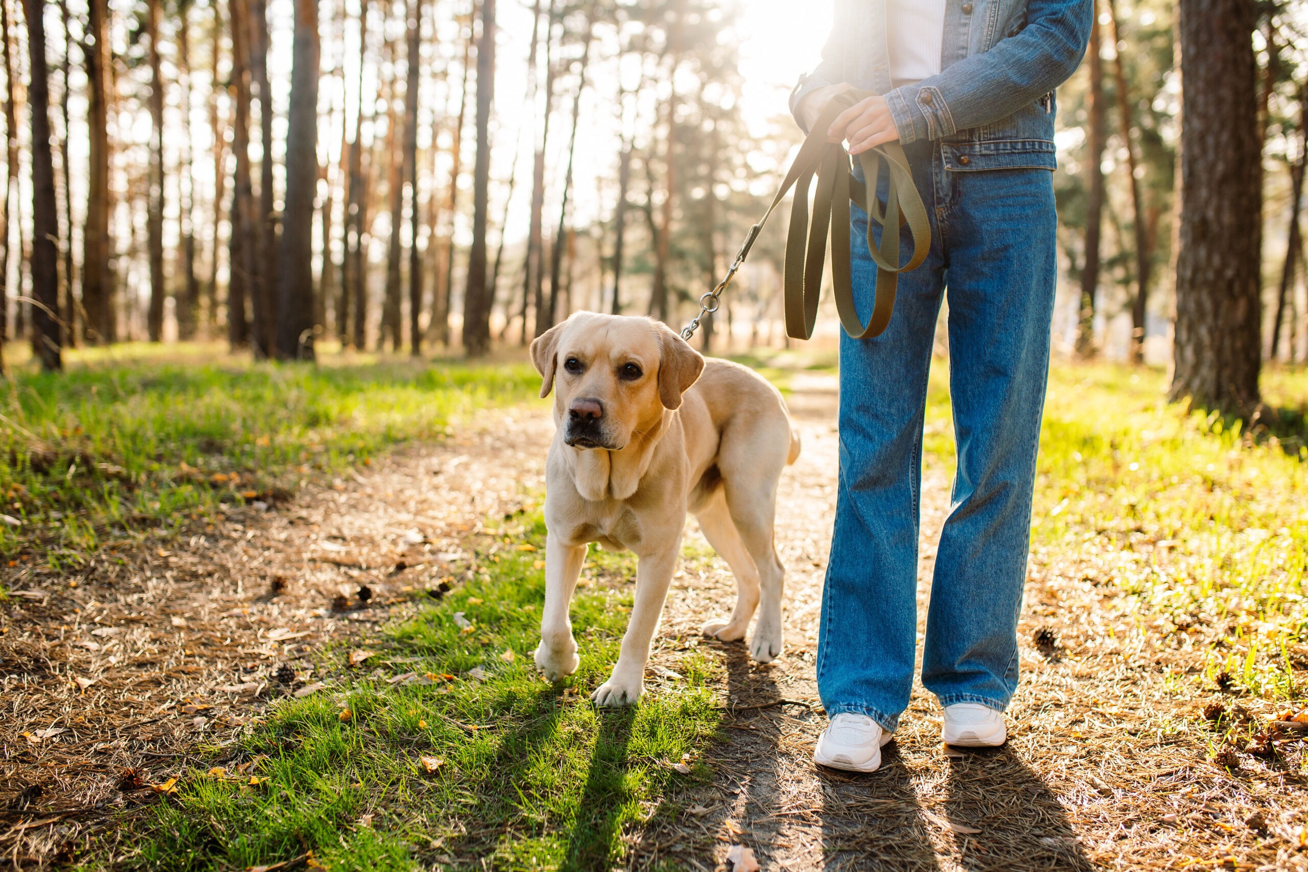Im Moment müssen Hunde im Wald angeleint werden.