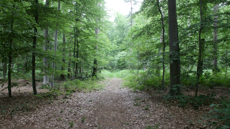 Die Wälder in Niedersachsen sind arm dran: Der aktuelle Waldzustandsbericht zeichnet für die Region kein gutes Bild.