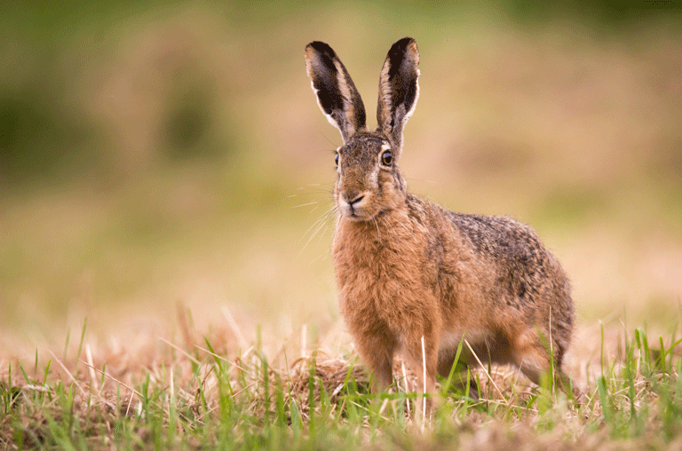 Der Landkreis Wolfenbüttel warnt vor der Hasenpest. Im Kreis sind drei Fälle aufgetreten, an der auch Menschen erkranken können.