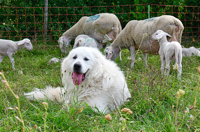 Im Rahmen der Erlaubnis, einen Wolf zu töten, weist der Landkreis Helmstedt darauf hin, dass Weidetiere geschützt werden müssen.