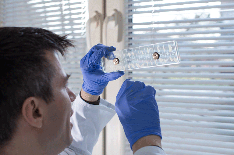 Die Trichinenuntersuchung in den Kalenderwochen 30 und 31 2025 findet in Braunschweig statt im Landkreis Helmstedt statt.