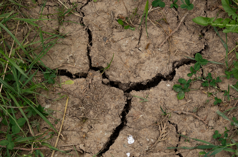 Wegen der anhaltenden Trockenheit darf im Landkreis nur noch eingeschränkt gegossen werden, selbst mit Ausnahmegenemigungen.