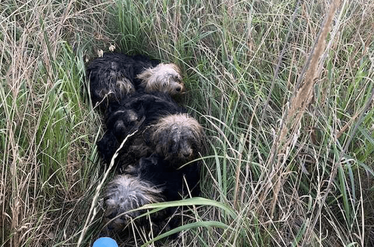 Drei ausgesetzte Yorkshire-Terrier an der B244