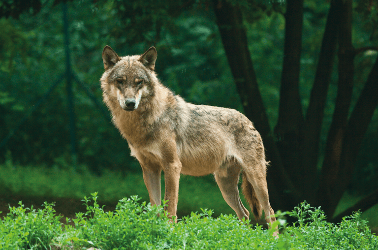 Der Wolf ist zurück und bedingt eine Balance aus Tier-, Natur- und Herdenschutz