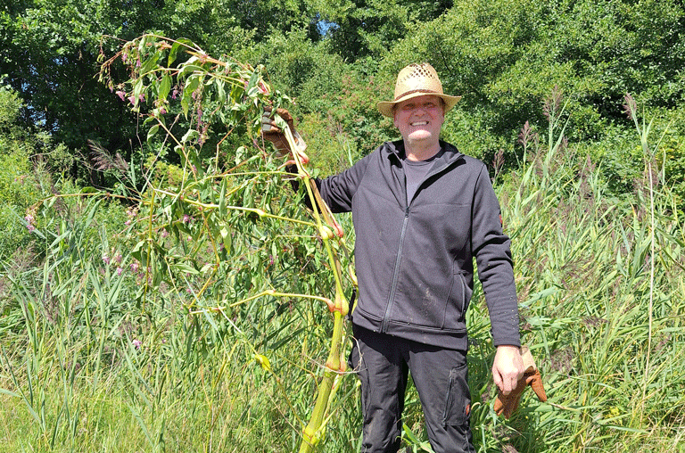Der Landkreis Helmstedt erklärt dem Drüsigen Springkraut den Kampf. Die Pflanze wächst ohne Fressfeinde schnell.