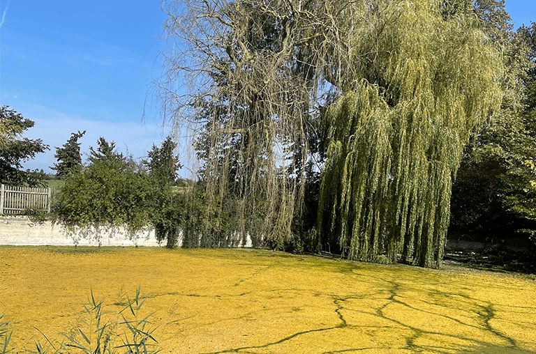 Oberbürgermeisterin beklagt Rattenplage und fordert klaren Zeitplan zum Dorfteich in Hemkenrode. Die Verwaltung bezieht nun Stellung.