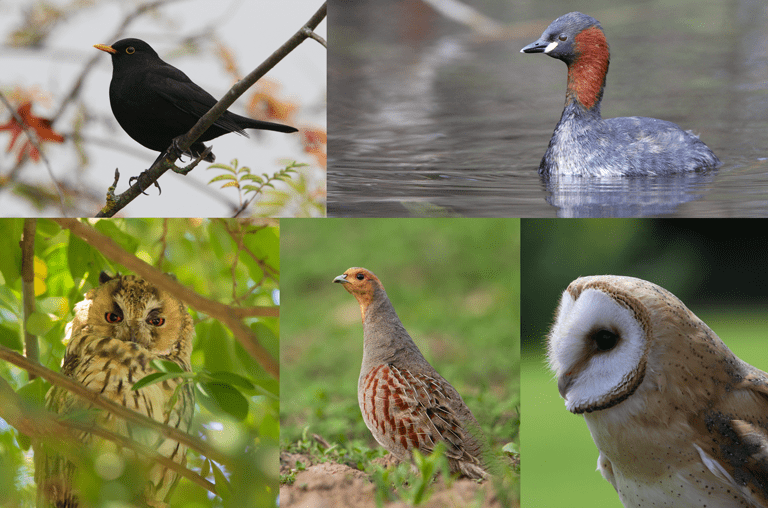 NABU - Vogel des Jahres 2026