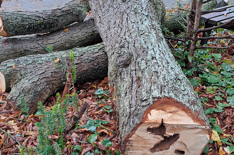 Die Bäume auf der Allee des Hauptfriedhofs in Wolfenbüttel müssen alle gefällt werden. Die Kastanien sind alle krank.