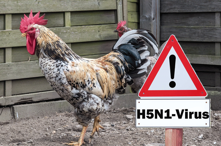 Im Landkreis Helmstedt wurde ein Fall von Geflügelpest nachgewiesen, es gibt mehrere weitere Verdachtsfälle.