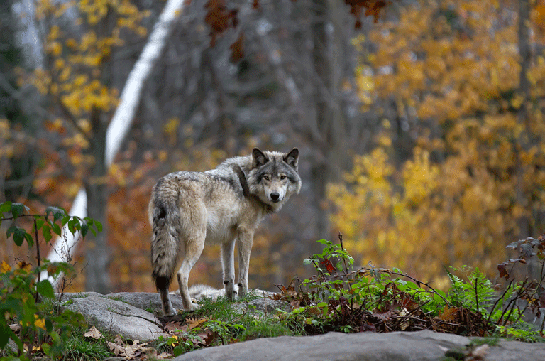 Das Verwaltungsgericht Braunschweig hat die Allgemeinverfügung zur Entnahme eines Wolfs des Landkreises Helmstedt bestätigt.