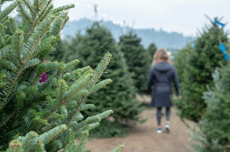 Wer einen Weihnachtsbaum möchte, kann ihn sich in Dettum dort holen, wo noch vor wenigen Monaten geschwommen wurde.