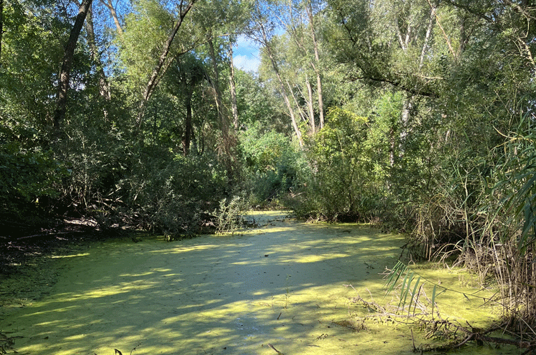 Der große Teich in Hordorf soll genauso aufgewertet werden, wie sein kleinerer Nachbar. Dafür wird daran und darin gearbeitet.